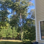 remove tree and stump