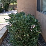 Trim and Pruning