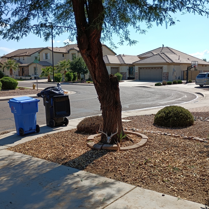 Trim and Pruning