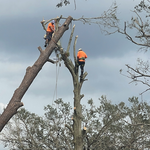 Hurricane Ida Emergency Tree Removal