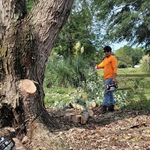 Tree Service Project