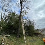 Tree Service Project