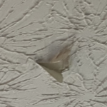 Ceiling drywall repair