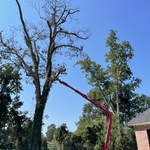 Tree Service Project