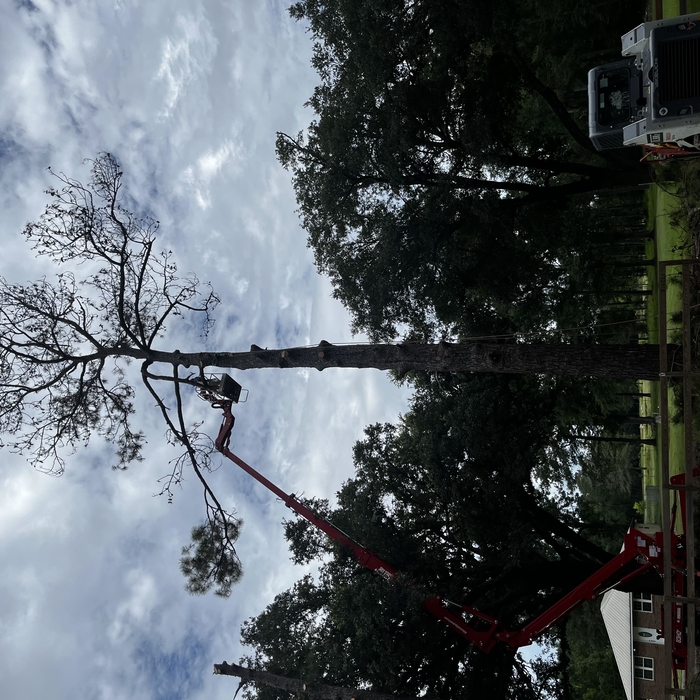 Tree Service Project