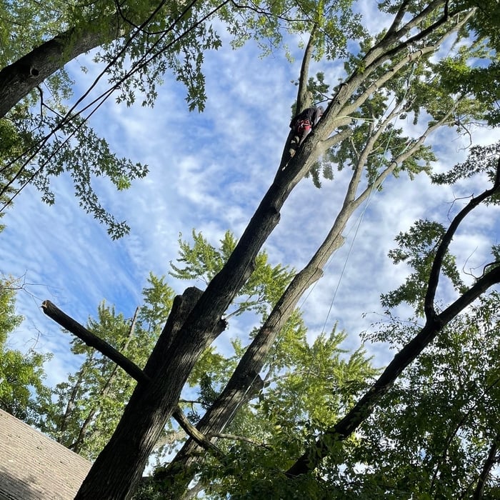 Tree Service Project