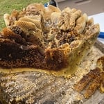 Each piece is carefully removed to minimize disruption to the colony.