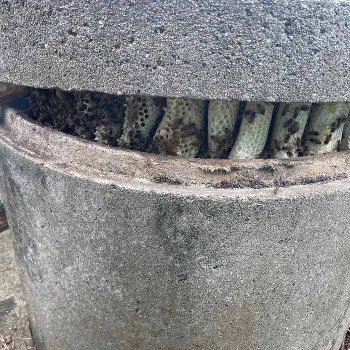 Well Cap Removal