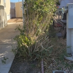 Yard clean up