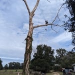 Tree Service Project