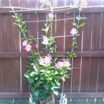 built vine poles for plaint.