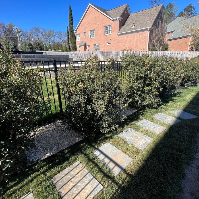 Backyard access area with deep white stones in every bed to complement fragrant osmanthus.