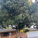 Bunge Tree- Before Picture