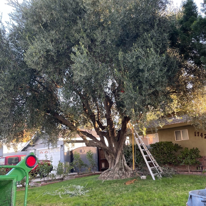 Olive tree- Before Picture
