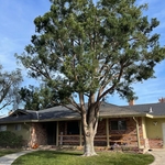 Bunge tree- After Picture