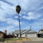Palm Tree Removals