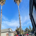 Before- Palm Trees