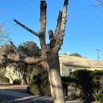 Tree Service Project
