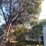 Power Line clearing