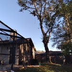 Oak Tree Removal Project