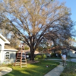 Tree Service Project