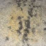 Housecleaning Project