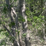 4 inches or less in fence line