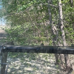 Fence line clean up