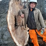 Large oak removal