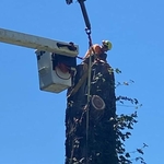 Rigging Large cottonwood logs