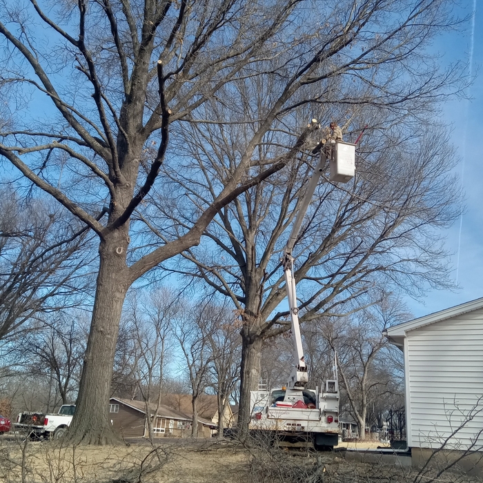 Correcting Stubb's left from last tree company over house. Full oak trim.(left side finished. right side in progress)