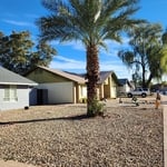Remove infested palm tree