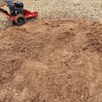Remove infested palm tree