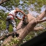 Tree Service Project