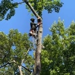 Tree Service Project