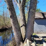Tree Service Project