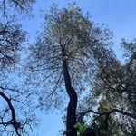 Hazard tree removal
