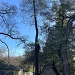 Hazard tree removal