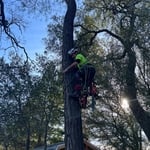 Hazard tree removal