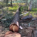Hazard tree removal