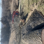 Johnston Tree Removal