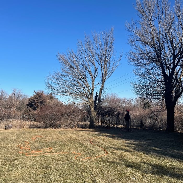 Johnston Tree Removal