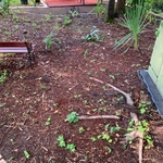 After prepping before sod installation