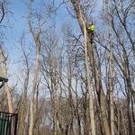 Tree Service Project