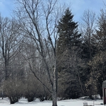 Tree Service Project