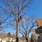 Tree Service Project