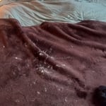 Pet hair Removal ?