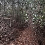Path for survey