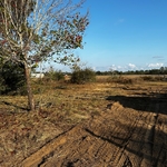 Mulching