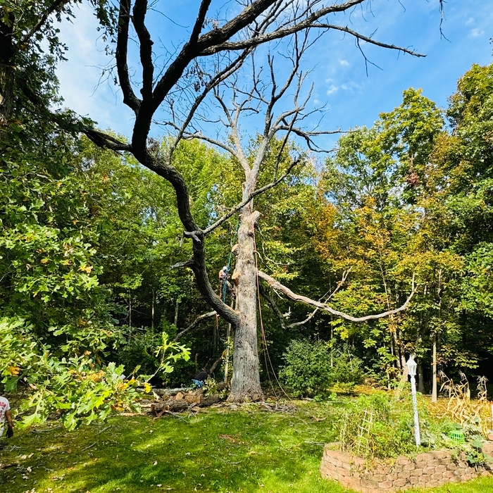 Dead tree